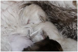 Siberian Kitten Litter with their Siberian Cat Parents