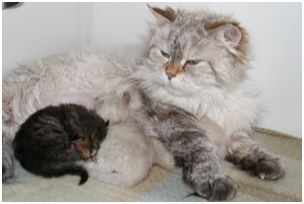 Siberian Kitten Litter with their Siberian Cat Parents