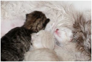 Siberian Kitten Litter with their Siberian Cat Parents