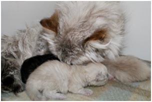 Siberian Kitten Litter with their Siberian Cat Parents