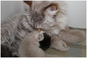 Siberian Kitten Litter with their Siberian Cat Parents