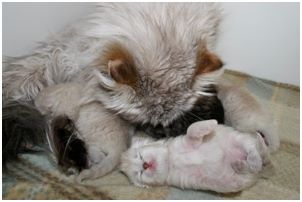 Siberian Kitten Litter with their Siberian Cat Parents