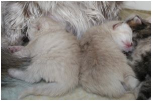 Siberian Kitten Litter with their Siberian Cat Parents