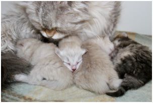 Siberian Kitten Litter with their Siberian Cat Parents