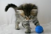 Siberian Kitten Playing