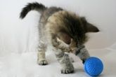 Siberian Kitten Playing