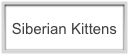 Siberian kittens link Button